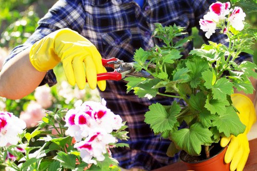 Overgrown garden cleared in Maze Hill with waste removed