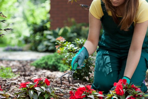 A tidy Maze Hill outdoor space with structured planting