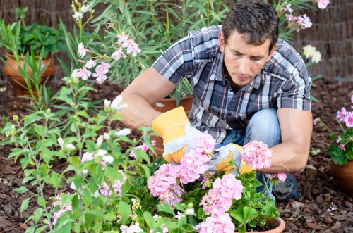 Weed, moss, and patch repair lawn care in Maze Hill