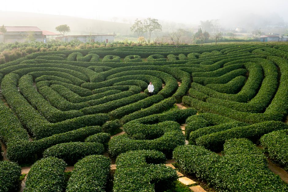 Aerial view of a symmetrical formal garden with neatly trimmed boxwood hedges forming intricate maze patterns centered around a circular garden bed with small trees and shrubs. Surrounding the maze ar