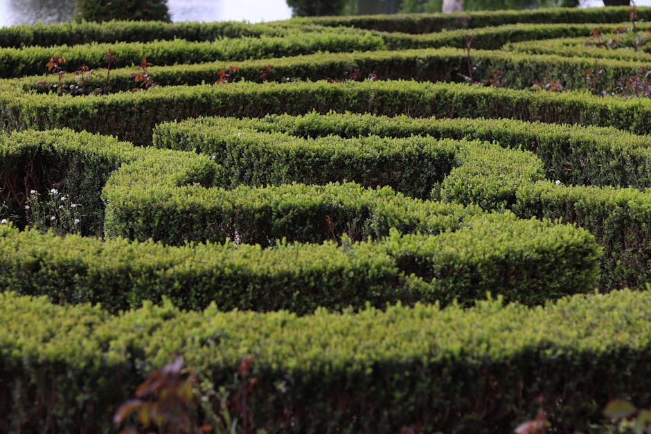A neatly manicured garden featuring multiple layers of low, dense evergreen hedges with bright green foliage, arranged in curving, geometric patterns that create defined borders and pathways. Small or