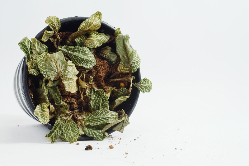 garden design hedge trimming